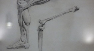 A selection of anatomical drawings (19 works)