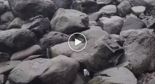 Фотосесія для білої ласки