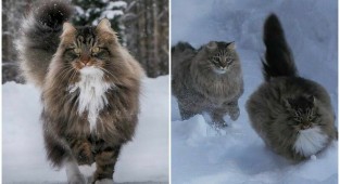 Крутость зашкаливает: финка показала своих шикарных северных котов (31 фото)