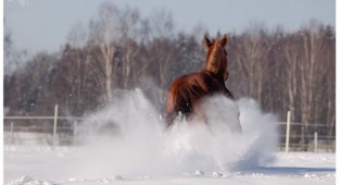 Amazing Horse Photography by Olga Itina (47 фото)