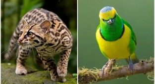 Удивительные обитатели тропических лесов Коста-Рики в объективе Суприта Саху (34 фото)