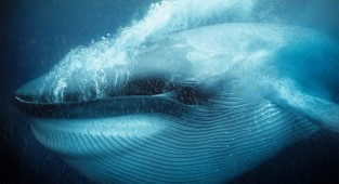 Лучшие подводные фотографии с конкурса Wildlife Photographer of the Year за последние 50 лет (17 фото)