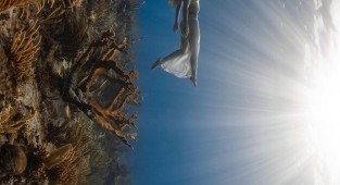 Захватывающие подводные фотографии Джейсона Вашингтона (25 фото)