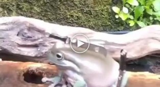 Жаба-ніндзя на фотосесії