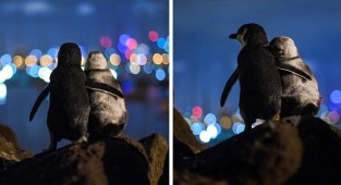 Овдовевшие пингвины на фоне вечернего Мельбурна (3 фото)
