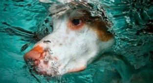 Photographer Seth Casteel - Underwater Dogs (57 photos)