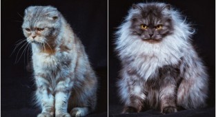 Бездомные уральские коты стали фотомоделями, чтобы найти новых хозяев (16 фото)