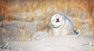 Снимки финалистов конкурса на самое смешное фото животных в дикой природе (10 фото)