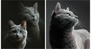Вот что происходит, когда фотограф присматривает за вашей кошкой (12 фото)