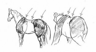Вчимося малювати тварин. Коні від Ken Hultgren (44 робіт)