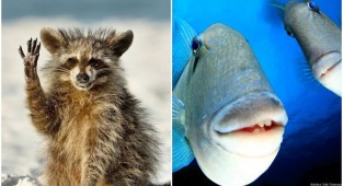 Смешные кадры с животными с конкурса Comedy Wildlife (30 фото)