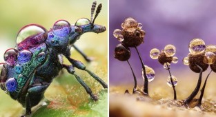18 macro shots from a German photographer who captures the world of insects (20 photos)