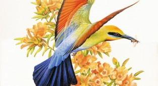 Beautiful Australian Birds - Calendar 2004 (15 работ)