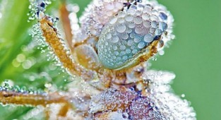 Удивительное макро: насекомые в капельках росы от Дэвида Шамбона (10 фото)