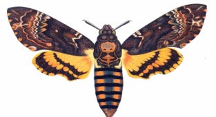 Entomology (the science of insects in pictures)