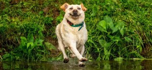 Comedy Pet Photography Awards 2 (20 photos)