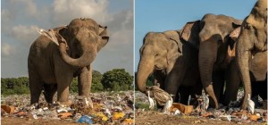 Sad footage: elephants eating garbage in Sri Lanka (13 photos)