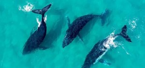 Особо впечатлительным — смотреть обязательно! Завораживающая Австралия в объективе дрона