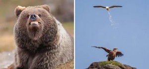 The 2025 Comedy Wildlife Photography Competition Announces its Finalists (24 photos)
