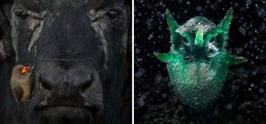 15 Spectacular Wildlife Photos Winners of the 2024 World Contest (15 Photos)
