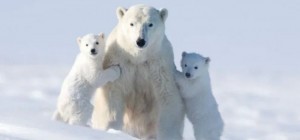 The photographer spent 117 hours in the bitter cold for these shots