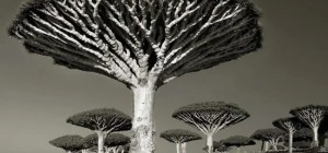 Женщина потратила 14 лет в поисках древних деревьев. И ведь не зря!