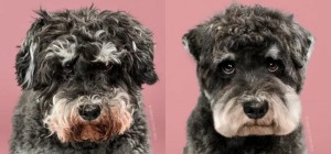 These fashionable dogs are simply unrecognizable after a haircut!