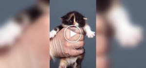 Таймлапс взросления котенка