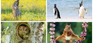 25 комичных животных от Comedy Wildlife Photography Awards (26 фото)