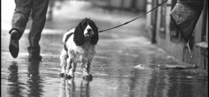 Собаче життя. Частина 2 (25 фото)