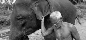 Powerful Photos About the Complex Relationships of Asians with Elephants (18 photos)