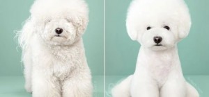 Incredible transformation: cute dogs before and after a Japanese haircut (19 photos)