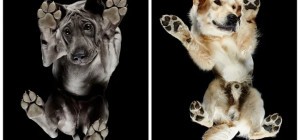 Underdog — фотопроект Андриуса Бурбы показал собак с необычной стороны (22 фото)