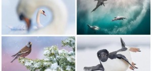 Переможці фотоконкурсу Bird Photographer Of The Year 2024 (28 фото)