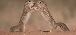 A photographer captured the most epic fight between two Mexican gophers (7 photos)