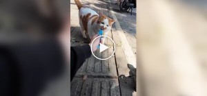 Хлопець влаштував фотосесію вуличному коту