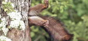 Funny Animals (19 photos)