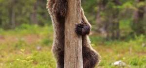 Valtteri Mulkahainen and his bears. Part 2 (34 photos)