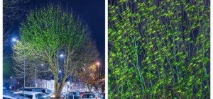Parrots Cover Trees in London (4 photos + 5 videos)