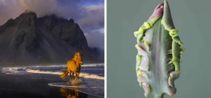 20 фотографий природы, удостоенных наград на церемонии Fine Art Photography Awards 2025 (21 фото)