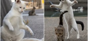 Японские бездомные кошки в объективе фотографа (30 фото)