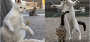 Japanese stray cats as seen by a photographer (30 photos)