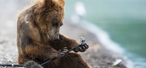 Why do the most sociable bears in the world live in Kamchatka (14 photos)