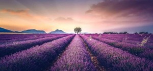 Inducing calm and sleep: photos of lavender fields in the south of France