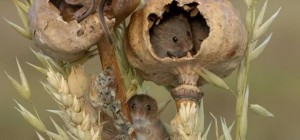 10th 35AWARDS (40 фото)