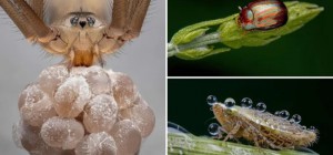 Spectacular photographs that won the British Photography Awards for macro photography (21 photos)