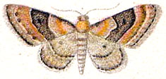 Энтомология (наука о насекомых в картинках)