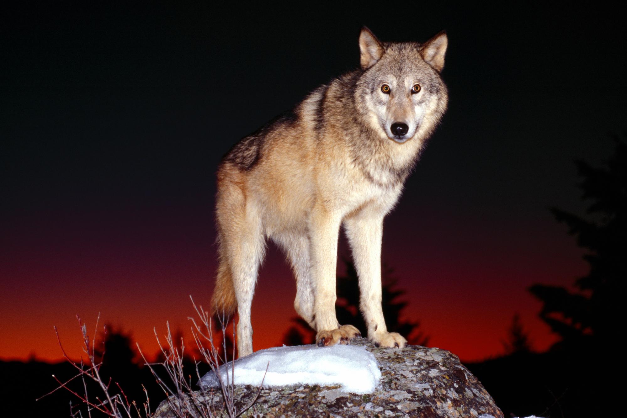 Изображение волка
