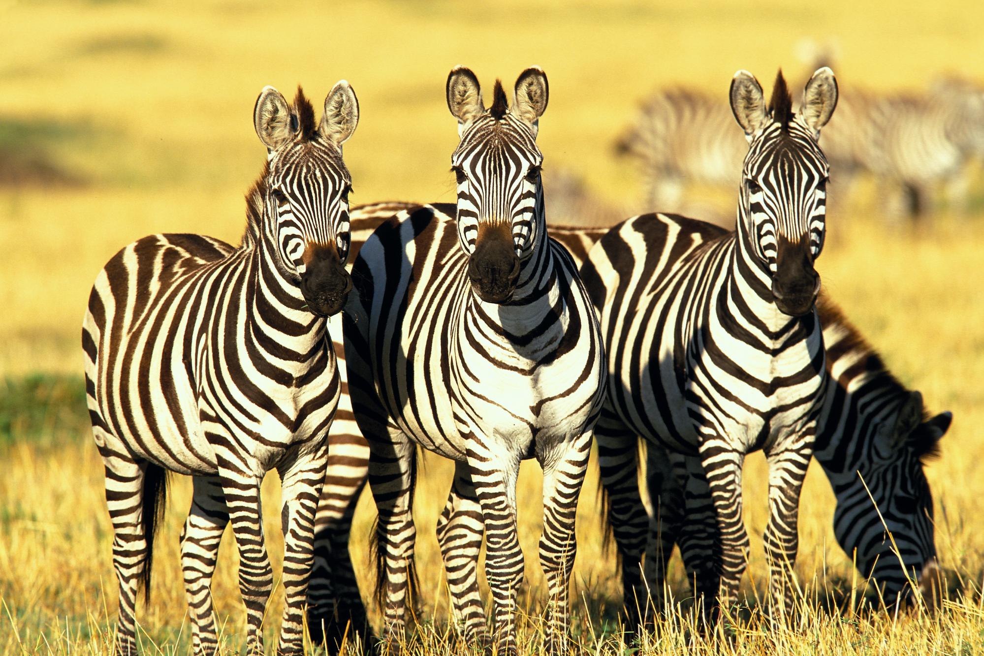 Animals h. Masai Mara Zebra. Африканская Саванна Зебра. Непарнокопытные зебры.