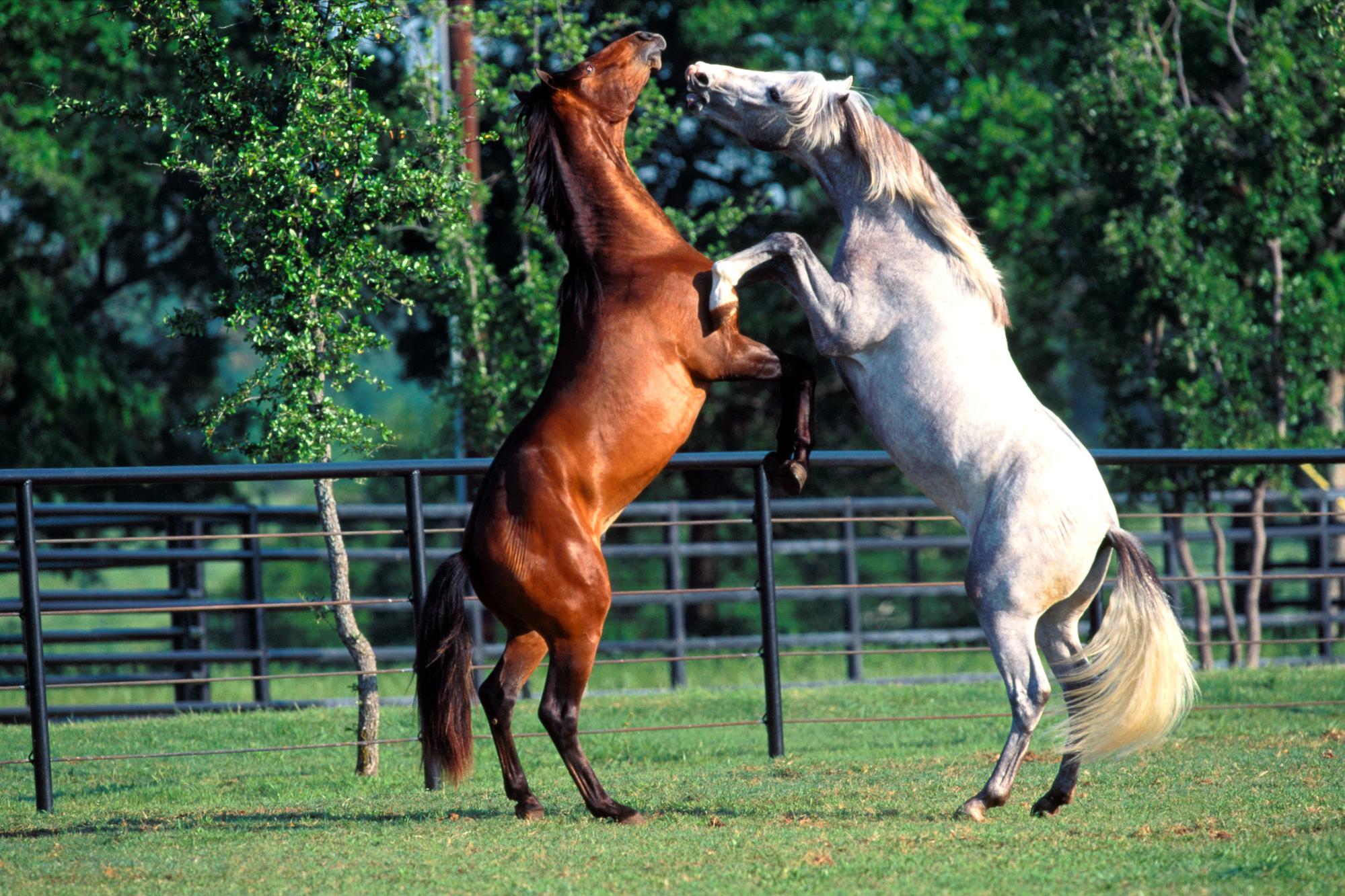 Танец лошадки. Спаривание лошадей. Две лошади. Лошадь на дыбах. Лошадь играется.